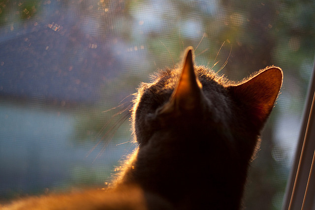 阿根廷完胜尼斯，卢卡库成为关键先生，一场战术盛宴的诞生