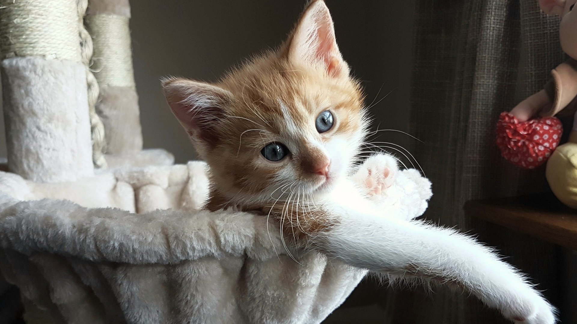 美加墨世界杯焦点战，阿森纳强势拿下巴萨，英超劲旅点燃全球激情