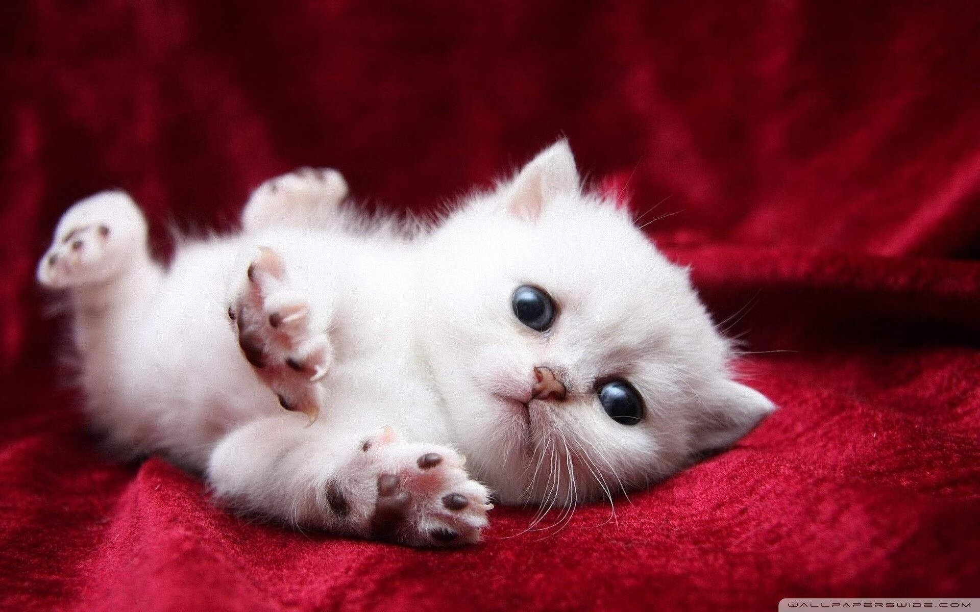 血脉的觉醒,从哈弗茨的德国式爆发到阿尔及利亚之魂的血拼