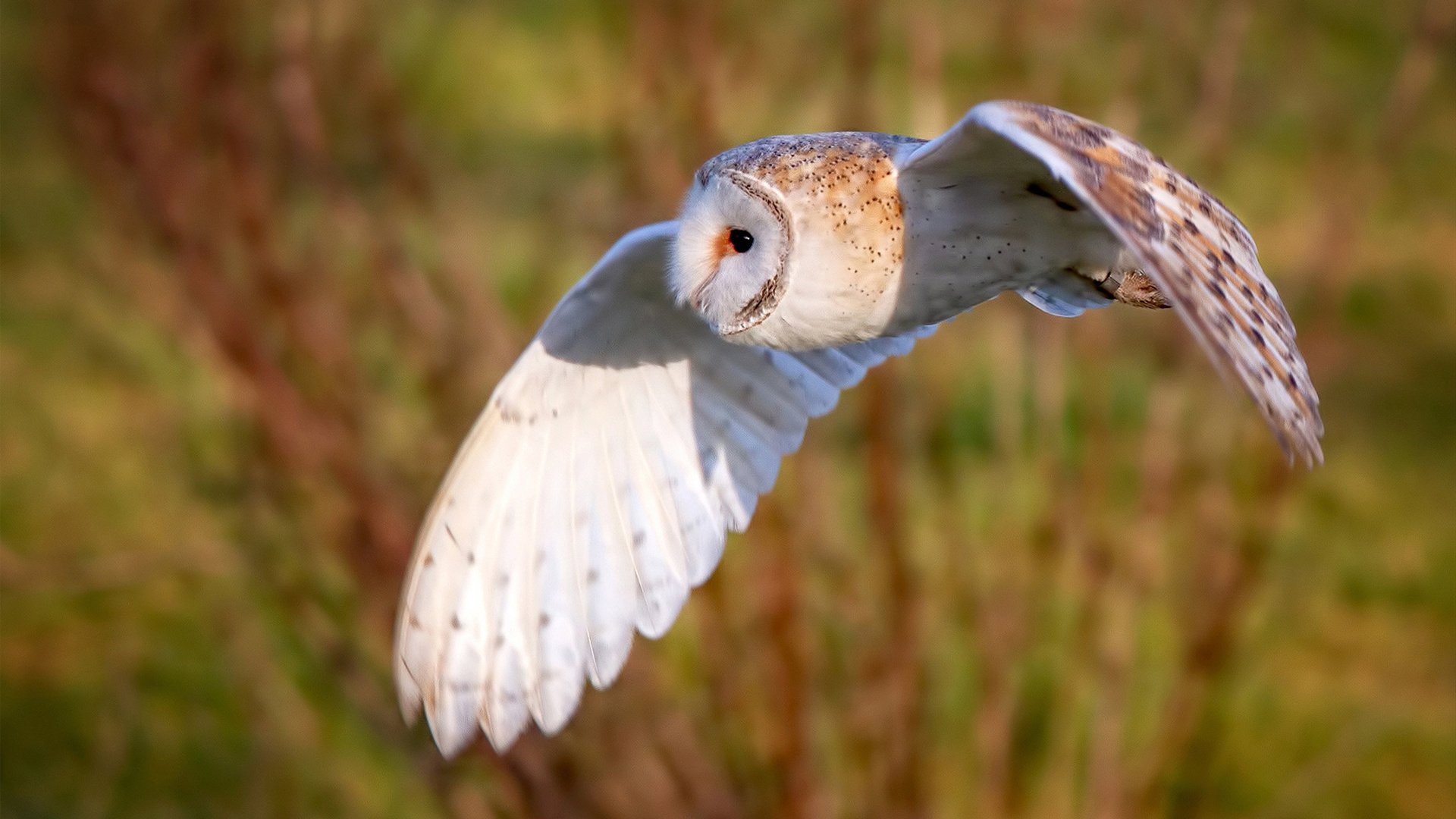 烟火中的荧幕,数据矩阵上,卡拉斯科的华丽爆炸