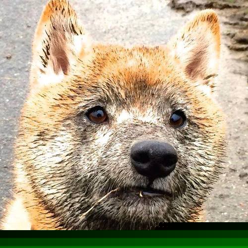 国王速胜太阳，拉文奥运周期关键战接管比赛，展现领袖锋芒