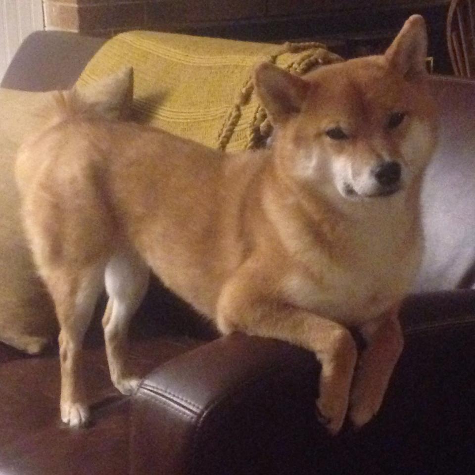 铁血之师的传承,从毕尔巴鄂的智利风暴到迪巴拉的南美烈焰