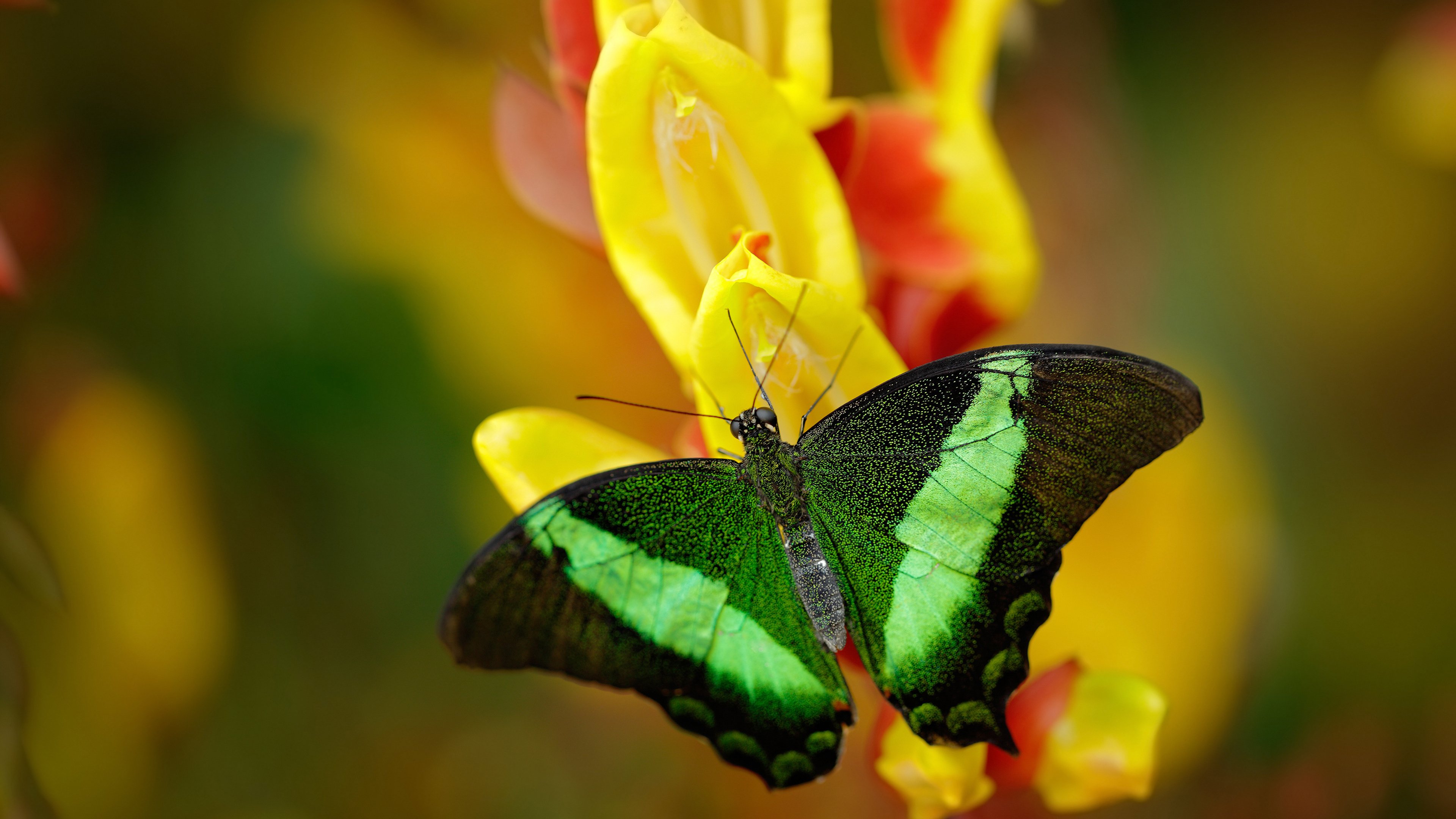 扼杀悬念!欧文关键一击,凯尔特人提前终结篮网幻想