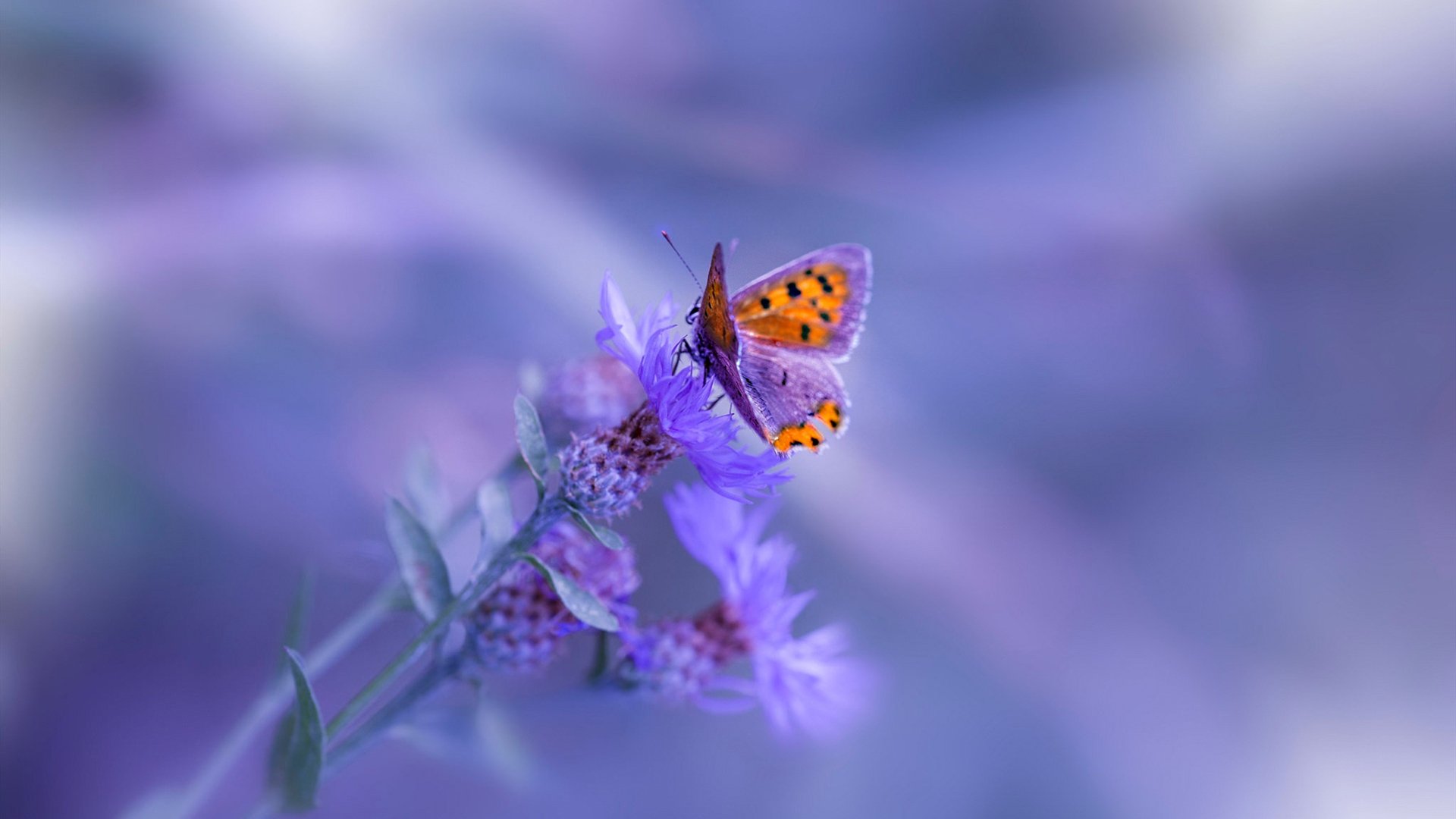 橙色风暴瞬间撕裂蓝月防线！莱万一锤定音诠释关键先生本色