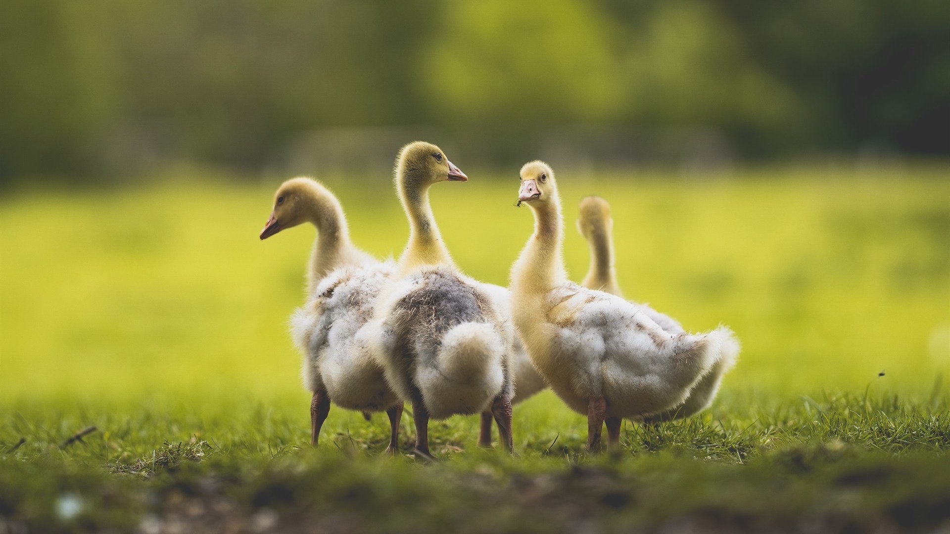 戈贝尔铁幕降临，当巴黎铁塔矗立杭州湾，一场跨洋对决的胜负手