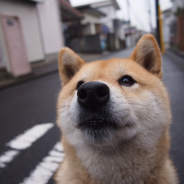 加拿大vs比利时，拉亚连续得分拉开差距，绿茵场上的逆袭之战